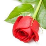 Rose 1-1